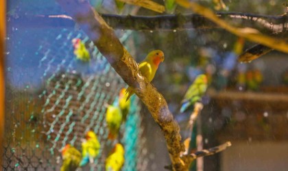Kavurucu sıcaktan etkilenen hayvanlara buzlu meyveli serinlik