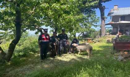 Kaybolan 16 küçükbaş hayvanı jandarma ekipleri buldu