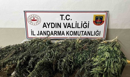 Kenevir bitkisi eken 2 şüpheli yakalandı