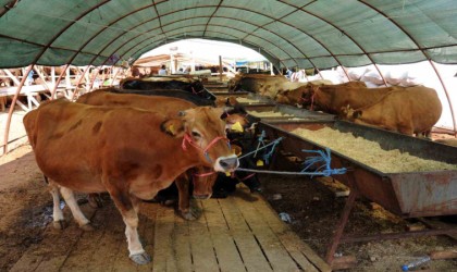 Kepezde 9 noktada kurban kesimi yapılacak