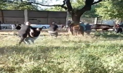 Kurbanlık danayı zapt etmeye çalıştılar