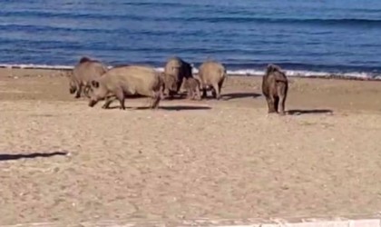 Kuşadasında sahili domuzlar bastı