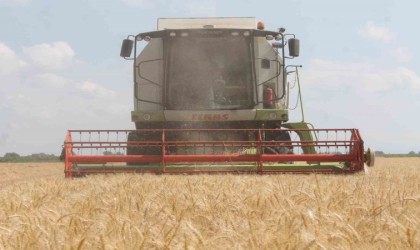 Manyasta hububat hasadında verim düşüklüğü yaşanıyor