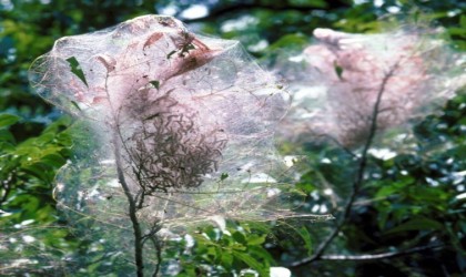 Sağlam: Amerikan beyaz kelebeği ile mücadelede kararlıyız