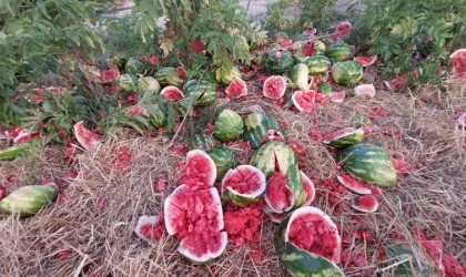 Samsunda yol kenarına atılan karpuzlar dikkat çekti
