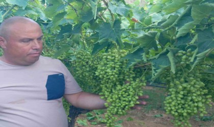 Sarıgölde bağlarda özenli çalışma