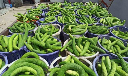 Sarıgölde yerli acur hasadına başladı