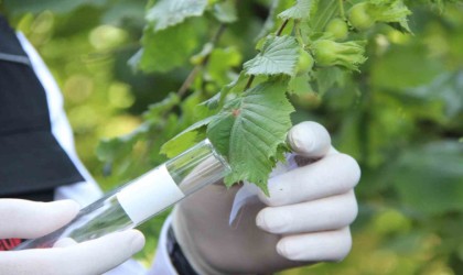 Savaşçı böcekler doğaya sanıldı