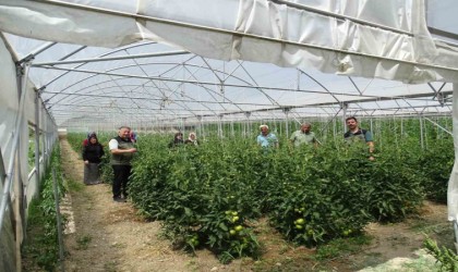 Seralardan ilk ürünler alınmaya başladı