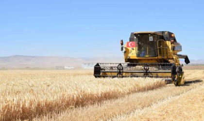 Sultansuyunda hububat hasadı başladı