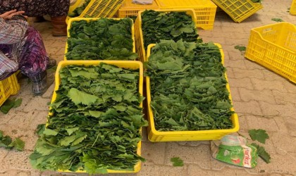 Taze yaprağın kilosu bağda 20 TLye düştü