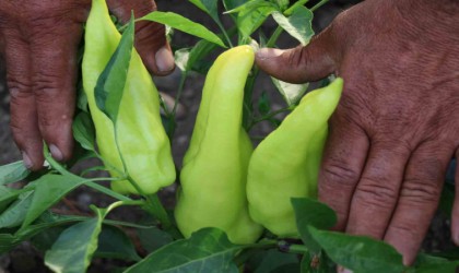 Tescilli Kale Biberinin hasadı başladı