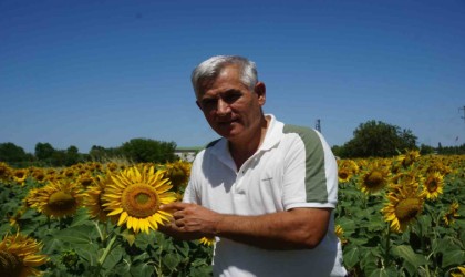 Trakyada geç ekim yapılan ayçiçeği kuraklık stresinde