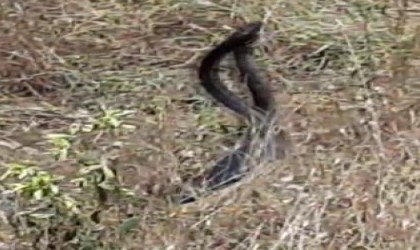 Tuncelide yılanların çiftleşme dansı kameraya yansıdı