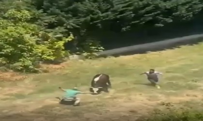 Yalovada kaçan kurbanlık boğa çocuk parkına girdi