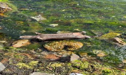 Yalovada kıyıya ölü su samuru vurdu