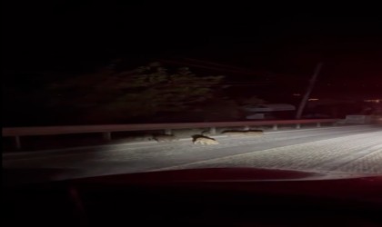 Yalovada yavru domuzlar kara yoluna indi