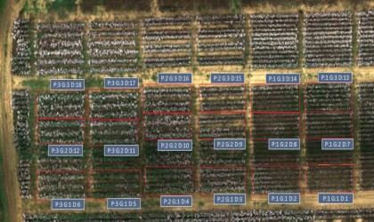 Yapay zeka ile pamuk verimini artıracak buluşa patent