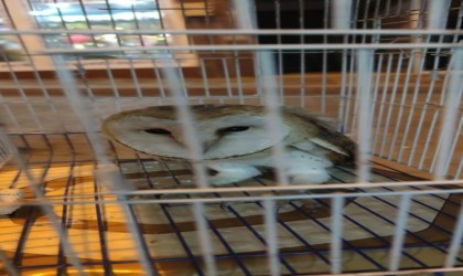 Yaralı baykuşu Karacabey esnafı kurtardı