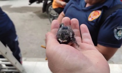 Yuvadan düşen yavru kırlangıcın imdadına itfaiye yetişti