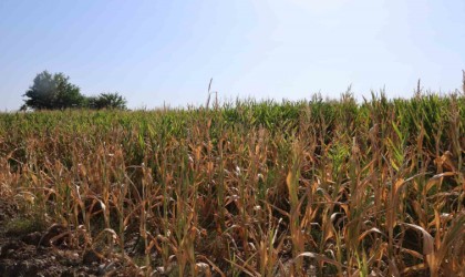 Yüzlerce dönüm ekili mısır, sulanamayınca olgunlaşmadan kurudu