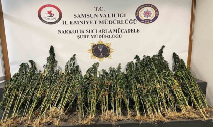 178 kök kenevir bitkisi ele geçirildi