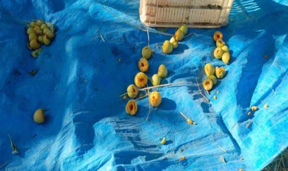 Ağaçlara ağaçkakanlar dadandı, kayısılar çöp oldu