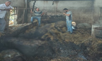 Ahır yangınında 5 büyükbaş hayvan telef oldu