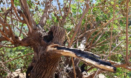 Annesi için yenilediği ev ile kurbanda kazandığı 65 bin lirası kül oldu