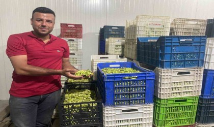 Aydın, bamyada hedef yükseltti