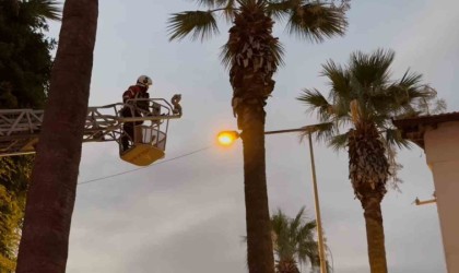 Aydın itfaiyesinden güvercin operasyonu