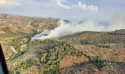 Aydında orman yangını: Havadan ve karadan müdahale ediliyor