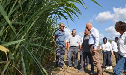 Bafra Ovasında maralfalfa yem bitkisi denemesi