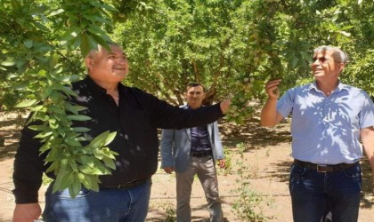 Başkan Turanlı: “Hububatta yaşanan sıkıntı badem de yaşanmasın”