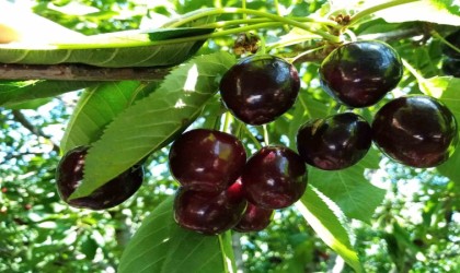 Bin 350 rakımda kiraz hasadı