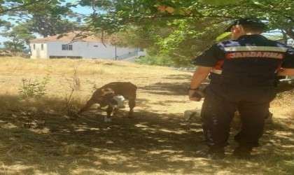 Çalınan hayvanlar jandarma tarafından kısa sürede bulundu