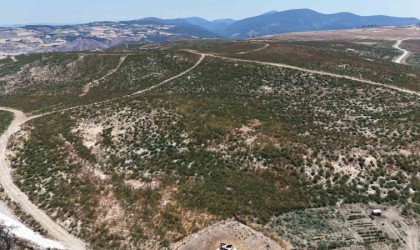 Çanakkalede küle dönen alanlar yeniden yeşeriyor