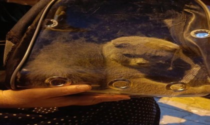 Demirlere sıkışan kedi kurtarıldı