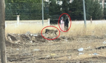 Diyarbakırda başıboş sokak köpekleri telef ettiği kediyi yemek için yer aradı