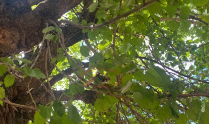 Diyarbakırda dev etçil çekirge ağaçta böyle görüntülendi