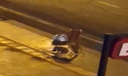 Diyarbakırda dökülen alkolü içen köpek dakikalarca kuyruğunu ısırmaya çalıştı