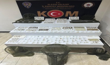 Elazığda endemik olduğu değerlendirilen bin 472 adet kelebek ele geçirildi