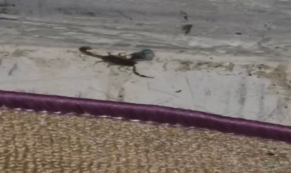 Elazığda evde görülen akrep paniğe neden oldu