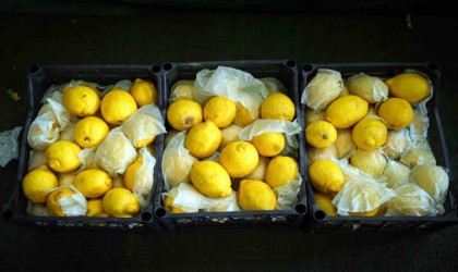 İstanbulda limonun tanesi 10 TLye dayandı, Ağustostan itibaren gerileme bekleniyor