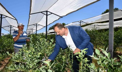 İznikte 4. Maviyemiş Festivali başlıyor