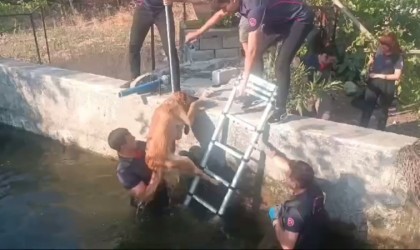 Kahramanmaraşta havuza düşen köpek kurtarıldı