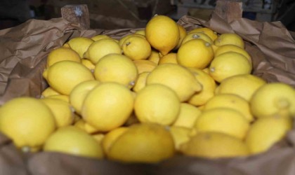 Kapadokya bölgesindeki limon depoları denetleniyor