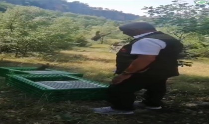 Karabükte 300 kınalı keklik doğaya bırakıldı