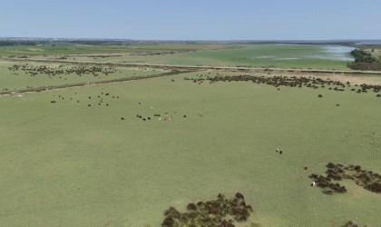 ‘Kızılırmak Deltası Kuş Cennetinde ‘kuraklık tehdidi: Yok olma riski