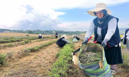 Kocaelide mor tarlalarda lavanta hasadı başladı